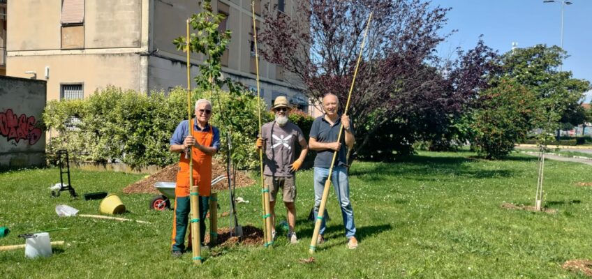 Manuteniamo gli alberi di Stradone S.Lucia in attesa di nuovi spazi pubblici